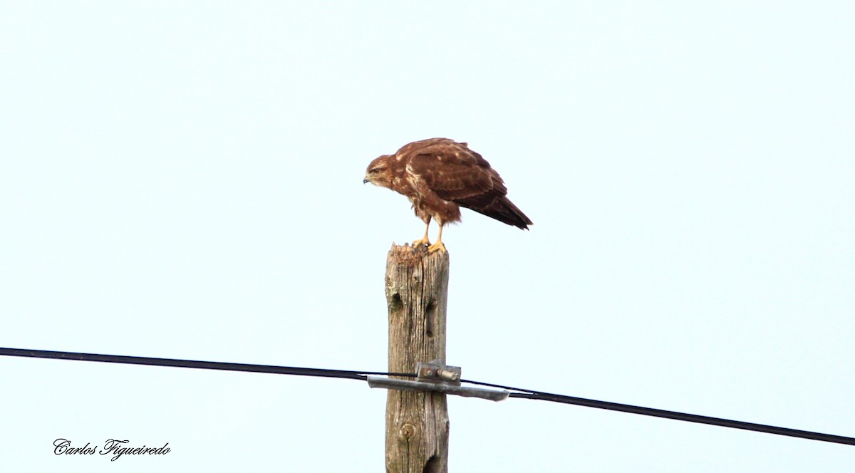 Канюк звичайний - ML645564119