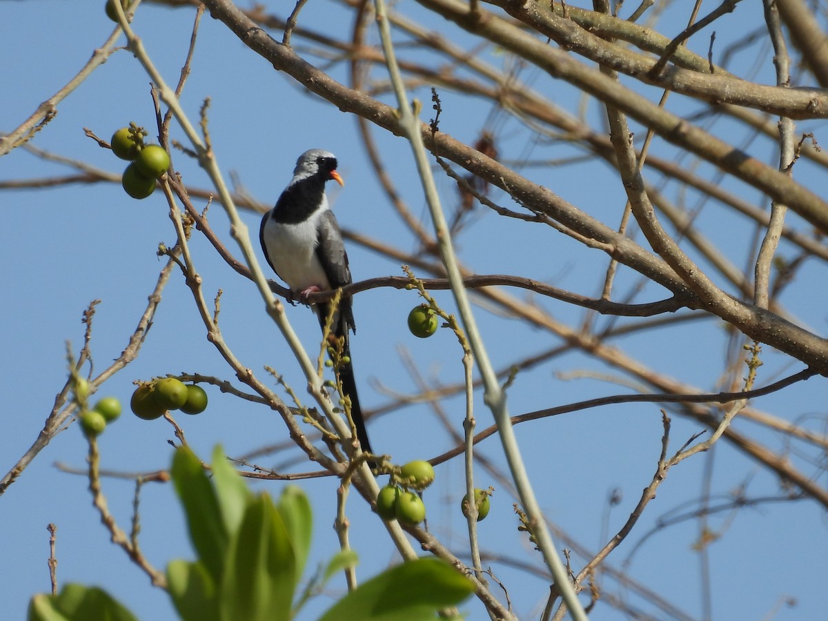 Горлиця капська - ML645564120