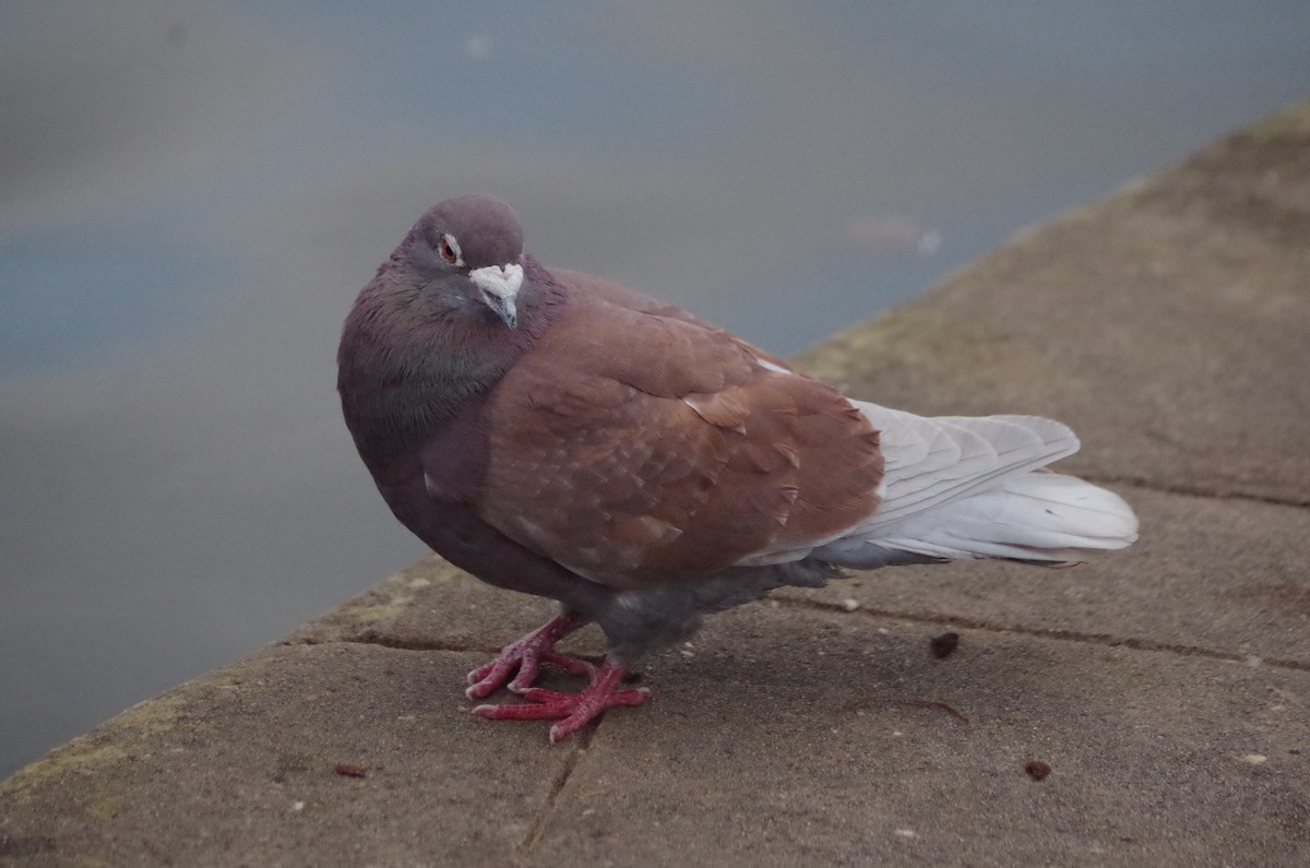 Голуб сизий (міський) - ML645564121