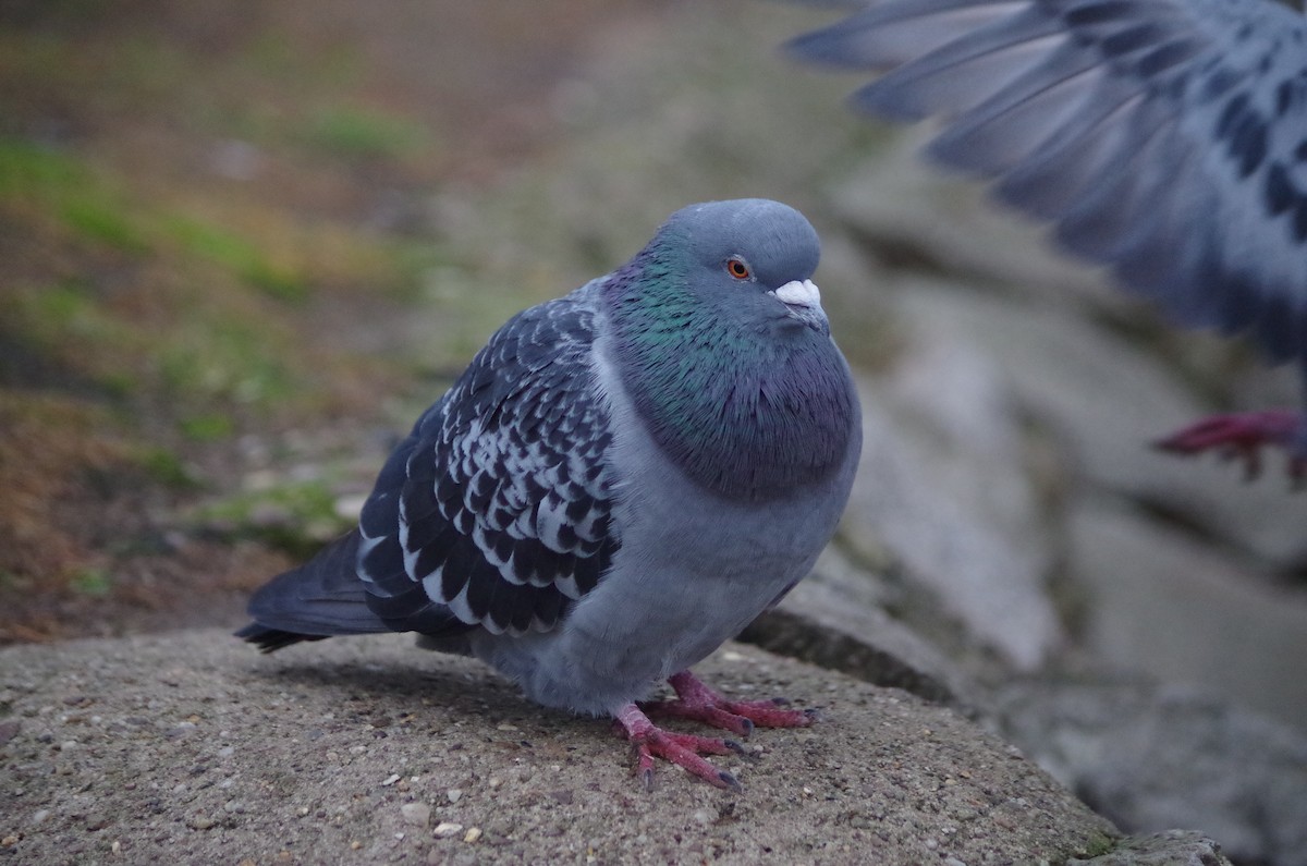 Голуб сизий (міський) - ML645564122