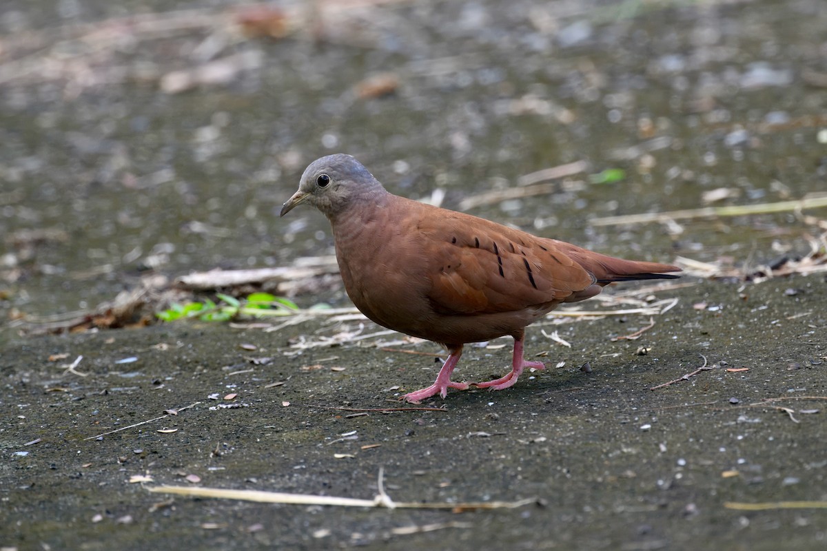 Талпакоті коричневий - ML645564124