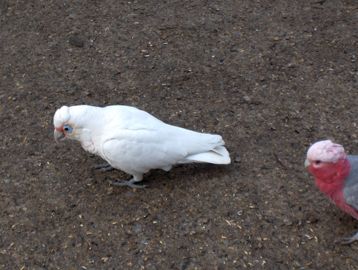 Какаду червонолобий - ML645564125