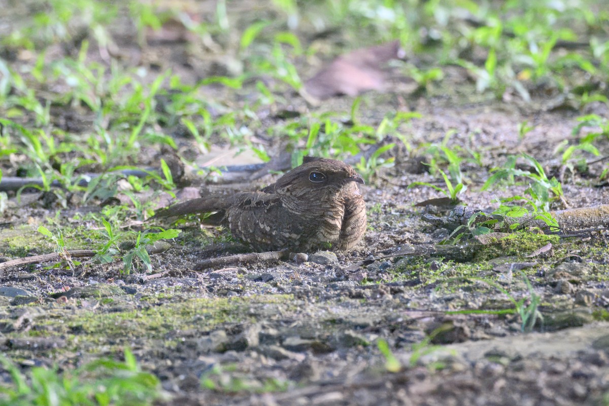 Пораке рудощокий - ML645564128