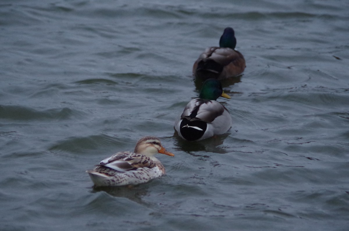 Крижень (свійський) - ML645564129