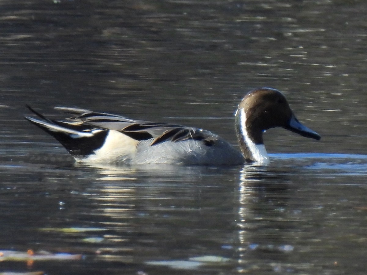 Шилохвіст північний - ML645564130