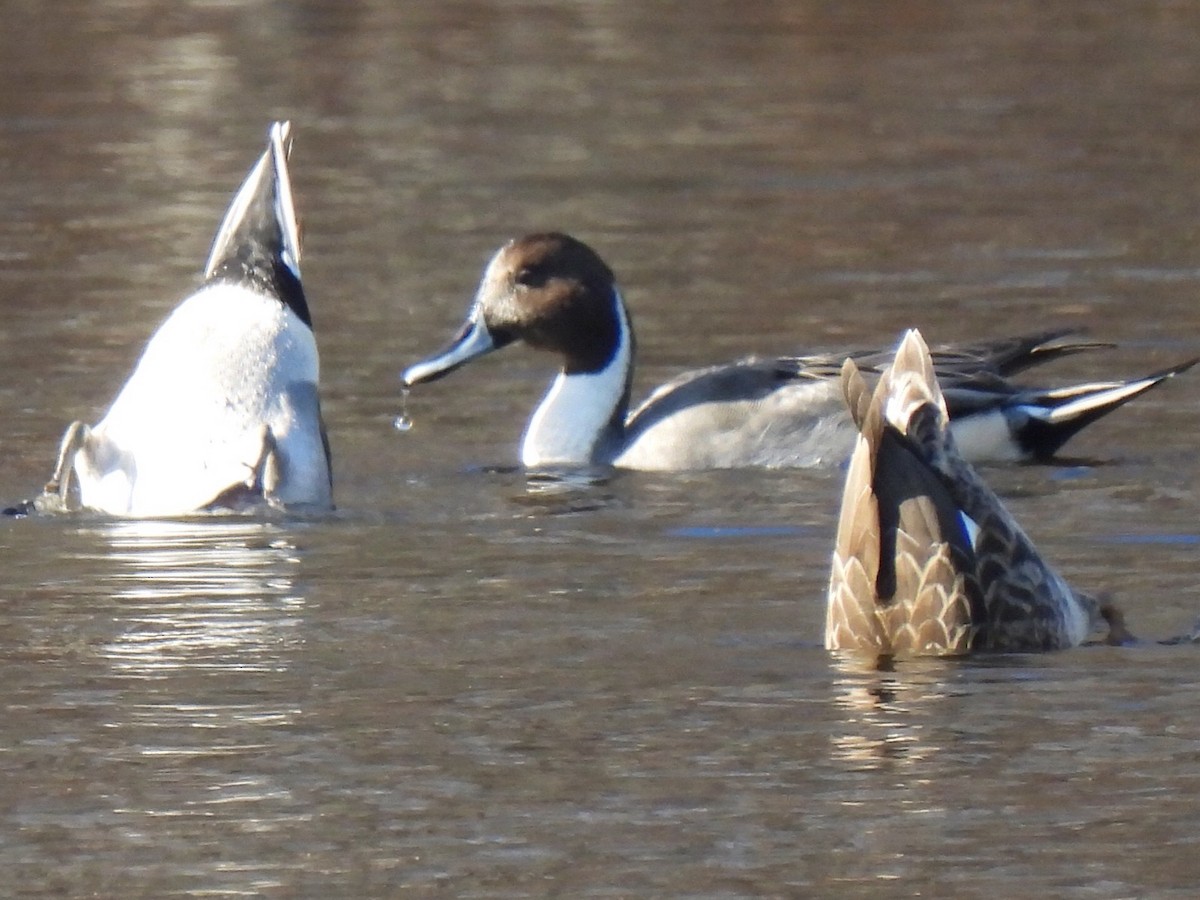 Шилохвіст північний - ML645564131