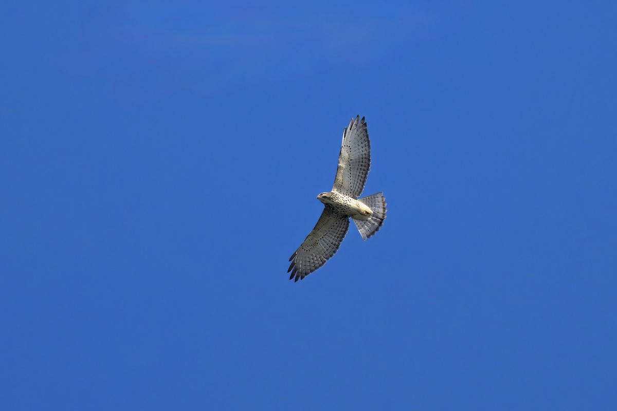 Канюк ширококрилий - ML645564139