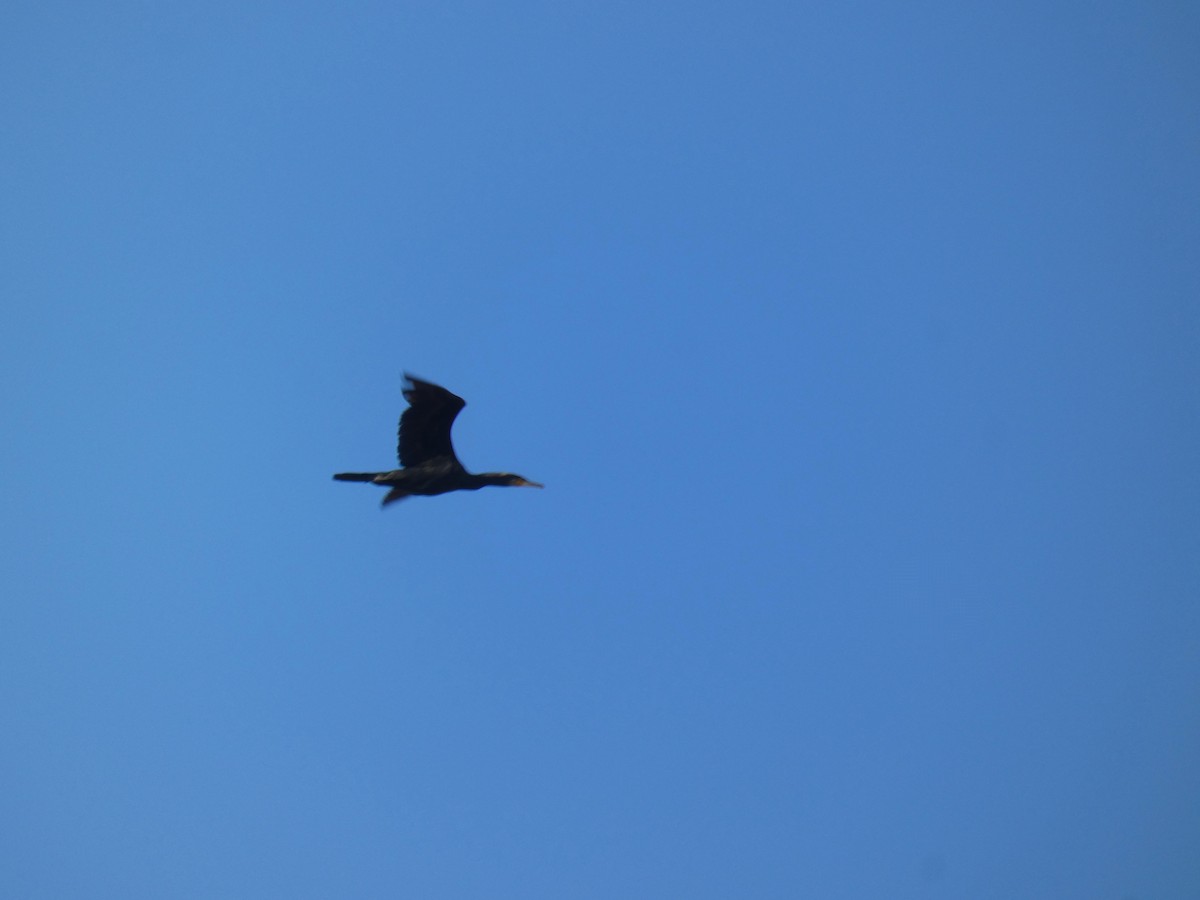 Баклан великий - ML645564141