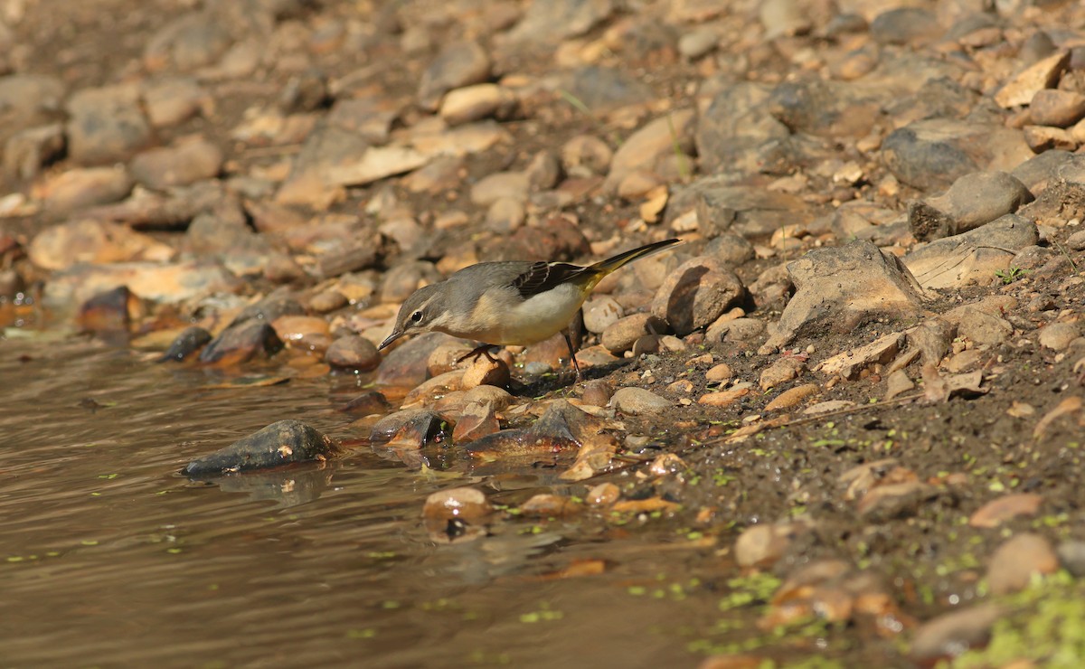 Плиска гірська - ML645564143