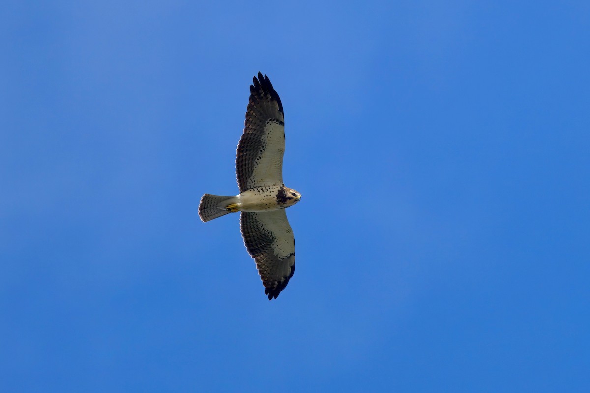 Канюк прерієвий - ML645564144