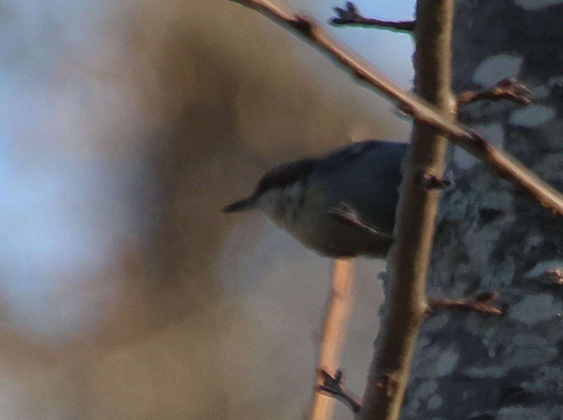 Повзик малий - ML645564145