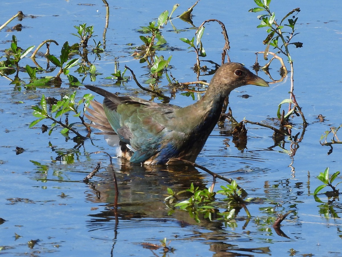 Султанка американська - ML645564146