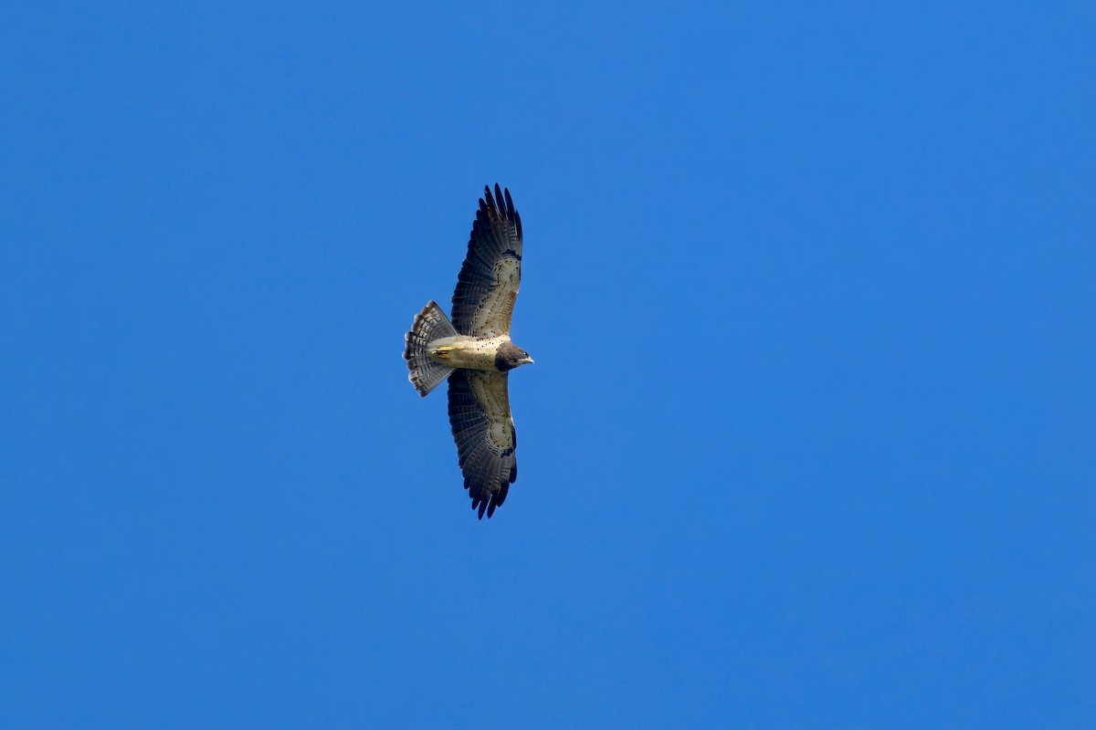 Канюк прерієвий - ML645564147