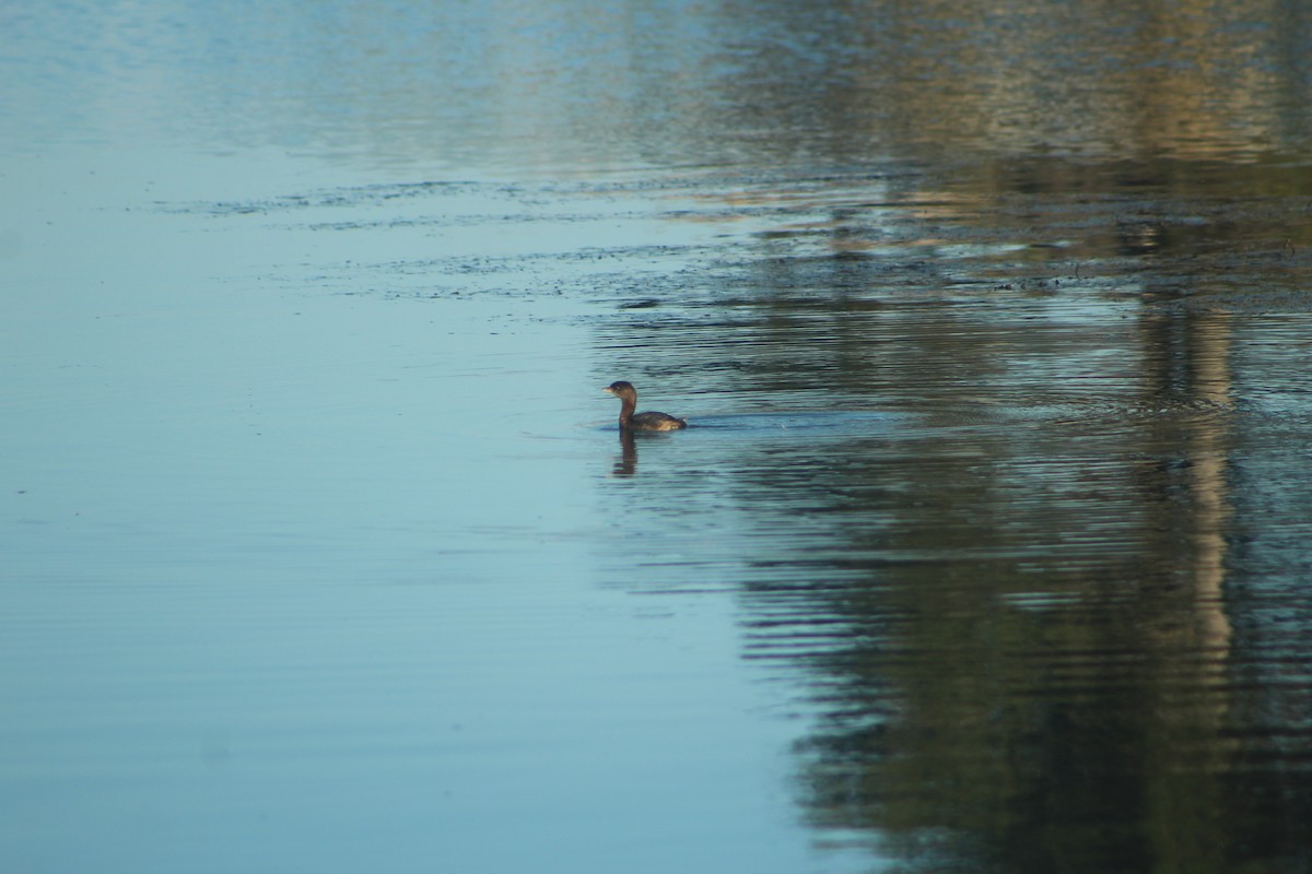 Пірникоза рябодзьоба - ML645564148
