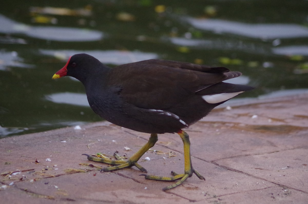 Курочка водяна - ML645564149