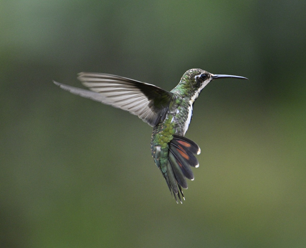 Колібрі-манго чорногорлий - ML645564150