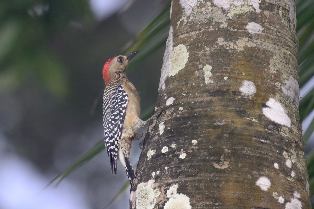 Гіла мала - ML645564151