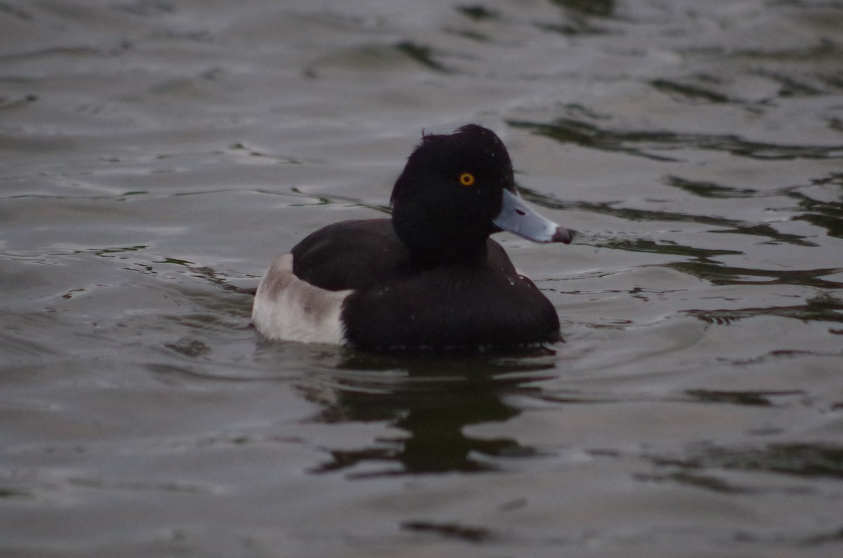 Чернь чубата - ML645564154