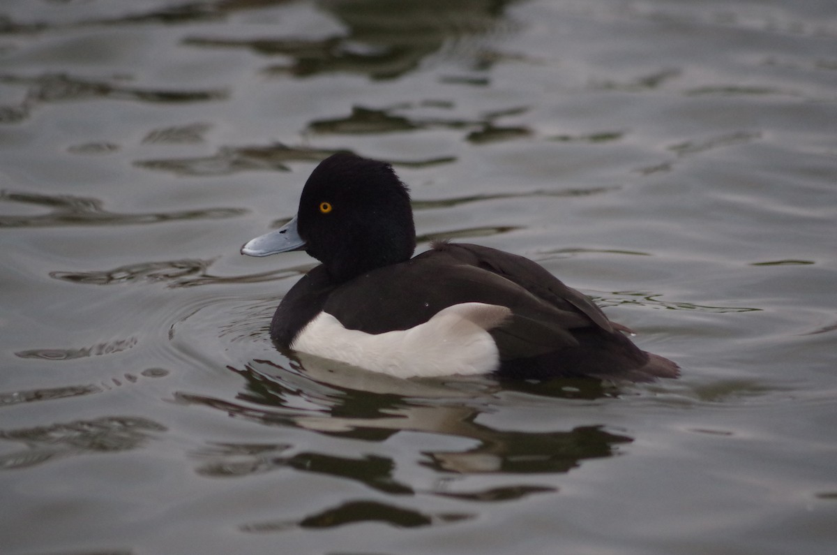 Чернь чубата - ML645564155