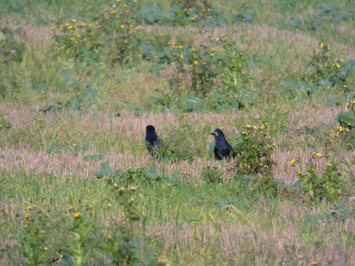 Ekin Kargası - ML645564159