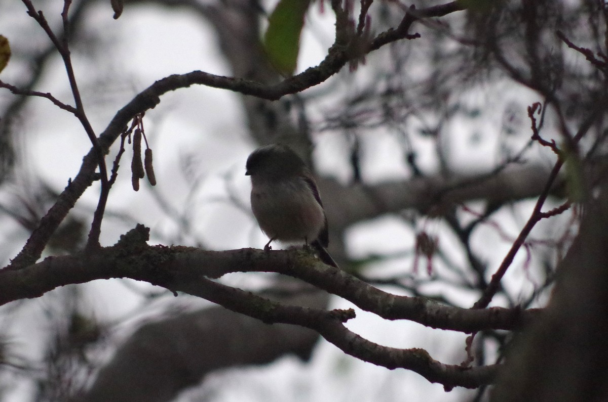 Long-tailed Tit - ML645564170