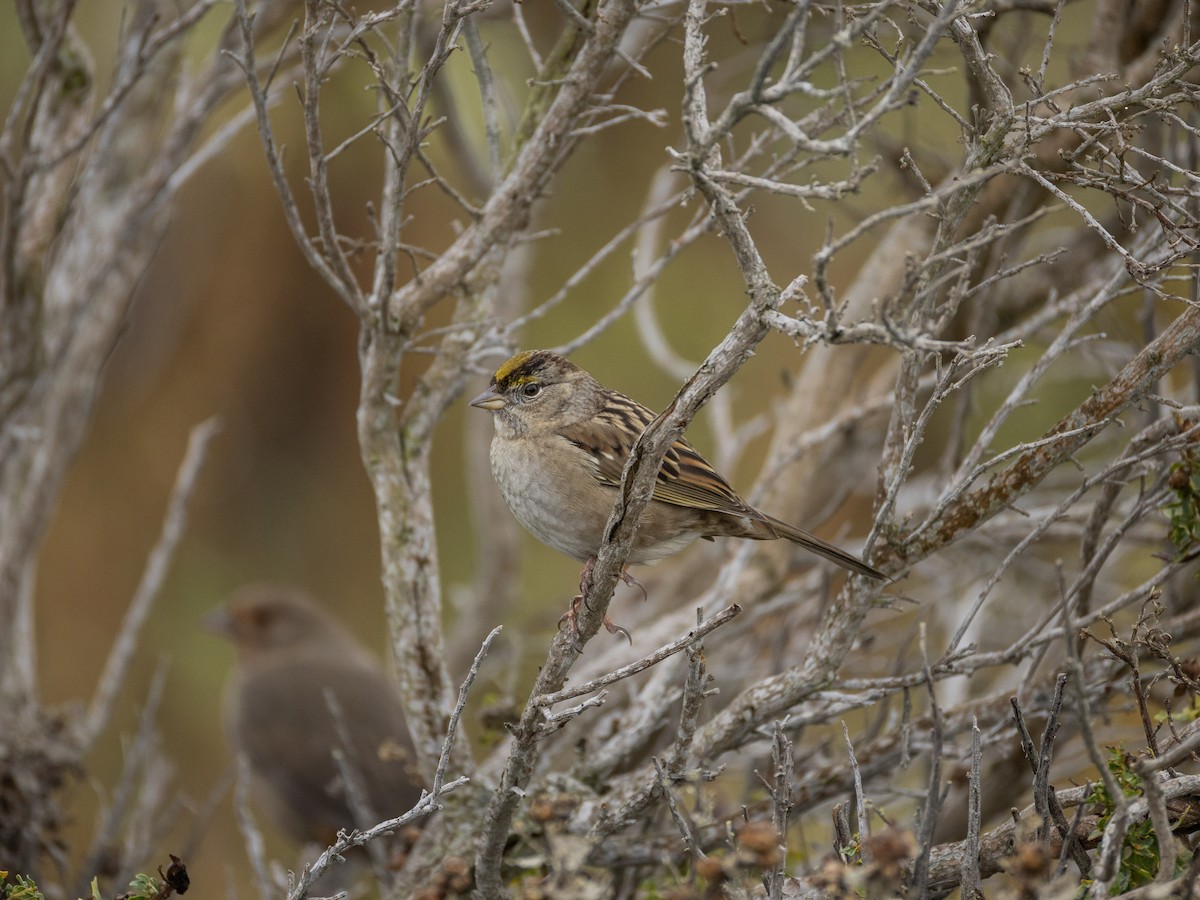 Golden-crowned Sparrow - ML645564174