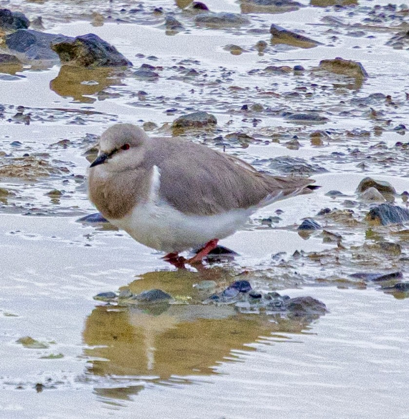 Магелланова ржанка - ML645564183