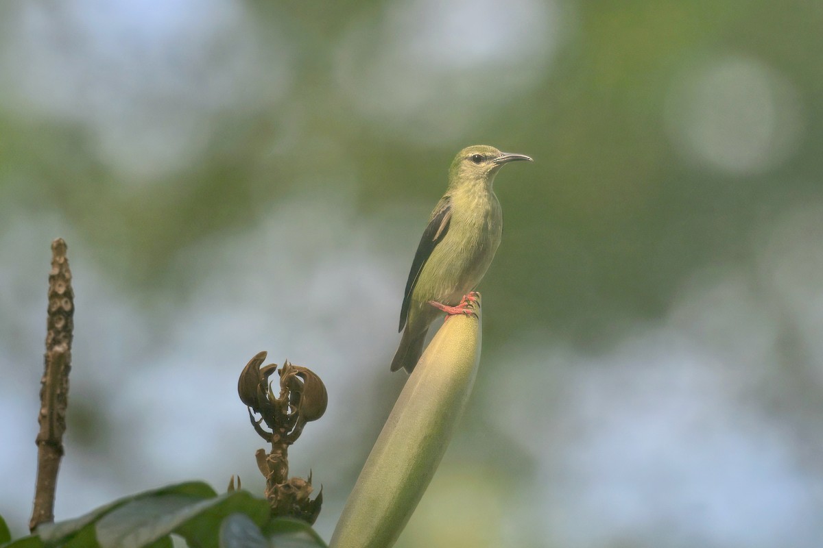 Красноногий саи - ML645564186