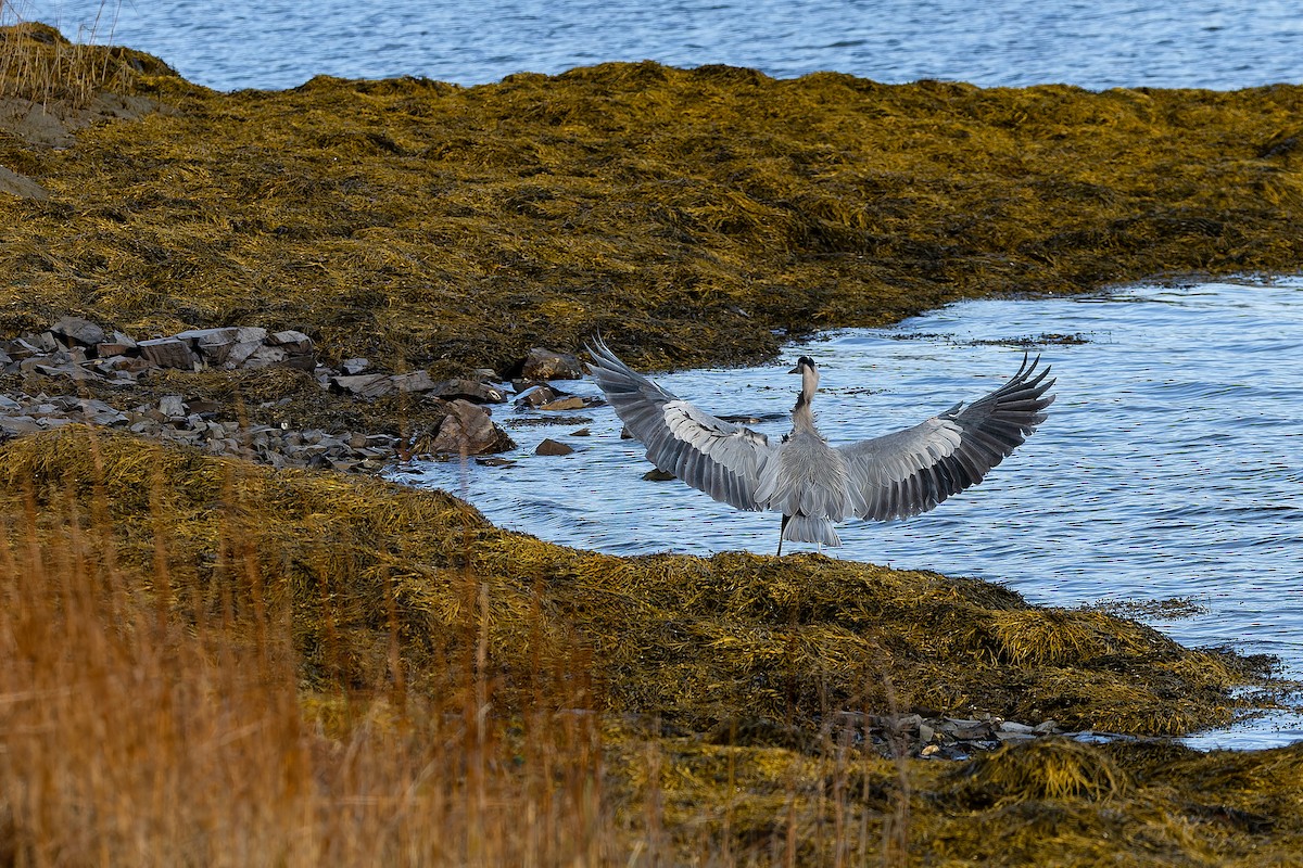 Great Blue Heron - ML645564189