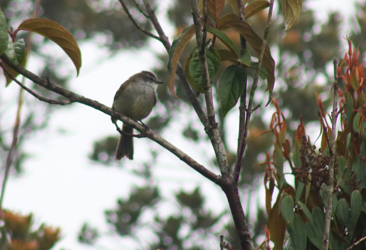 White-throated Tyrannulet - ML645564192