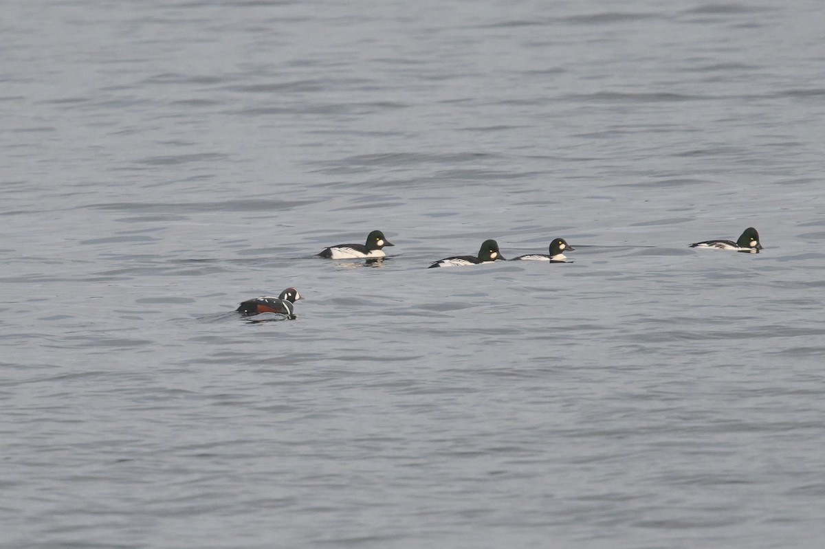 Harlequin Duck - ML645564194