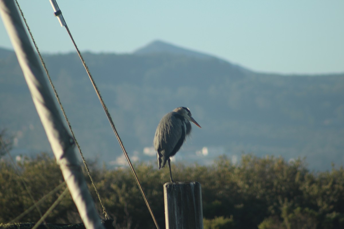 Great Blue Heron - ML645564195