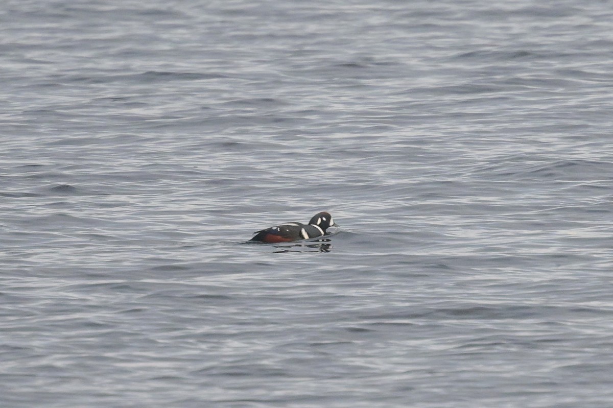 Harlequin Duck - ML645564197