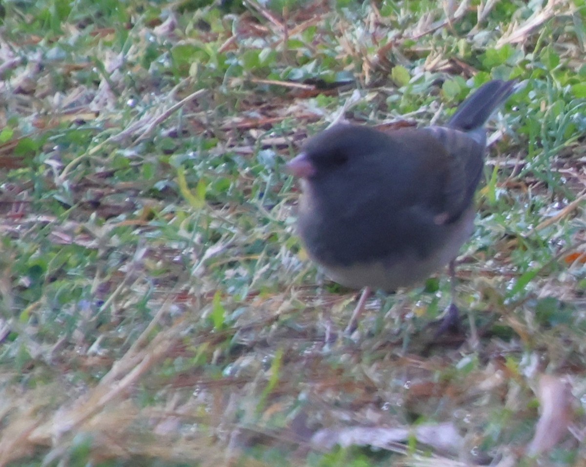 Dark-eyed Junco - ML645564199