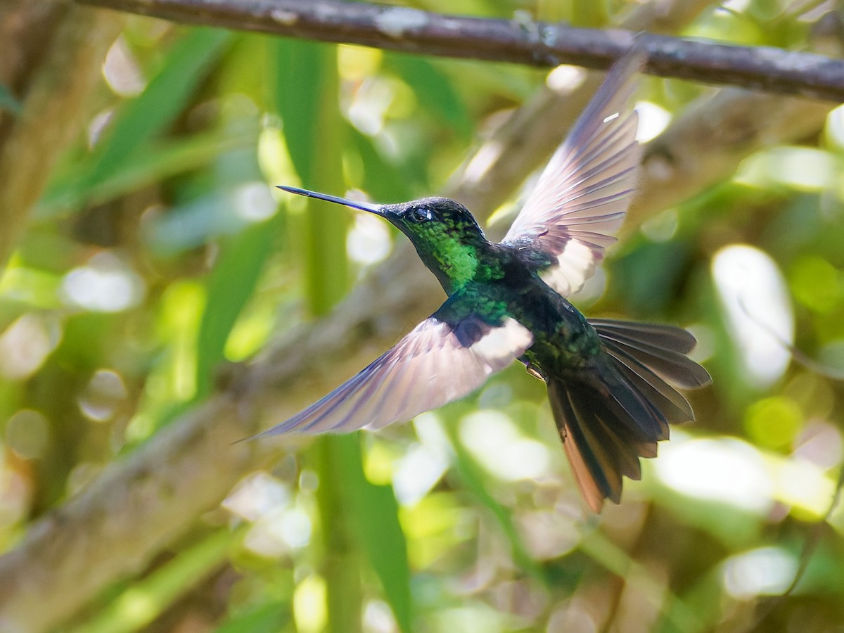 Buff-winged Starfrontlet - ML645564200