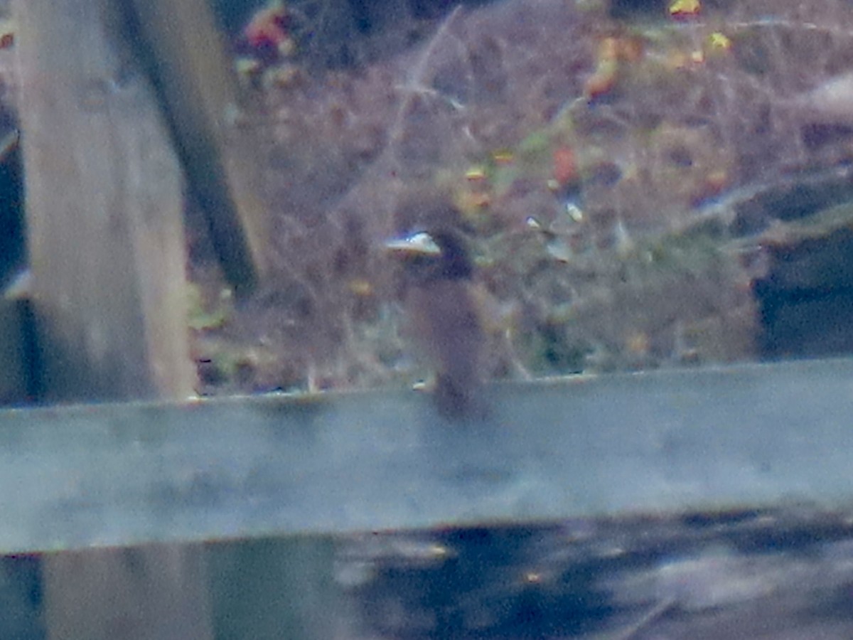 Cocos Booby - ML645564201