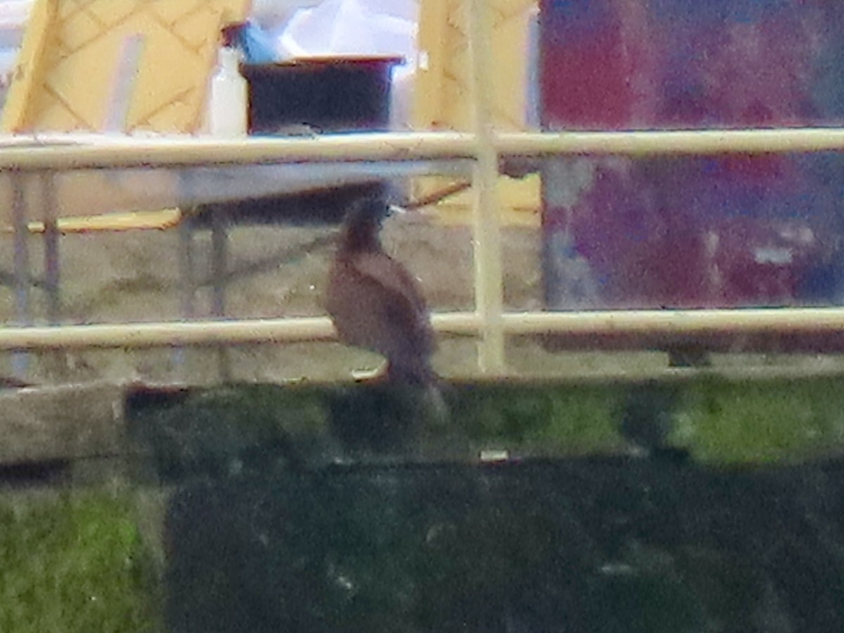 Cocos Booby - ML645564202