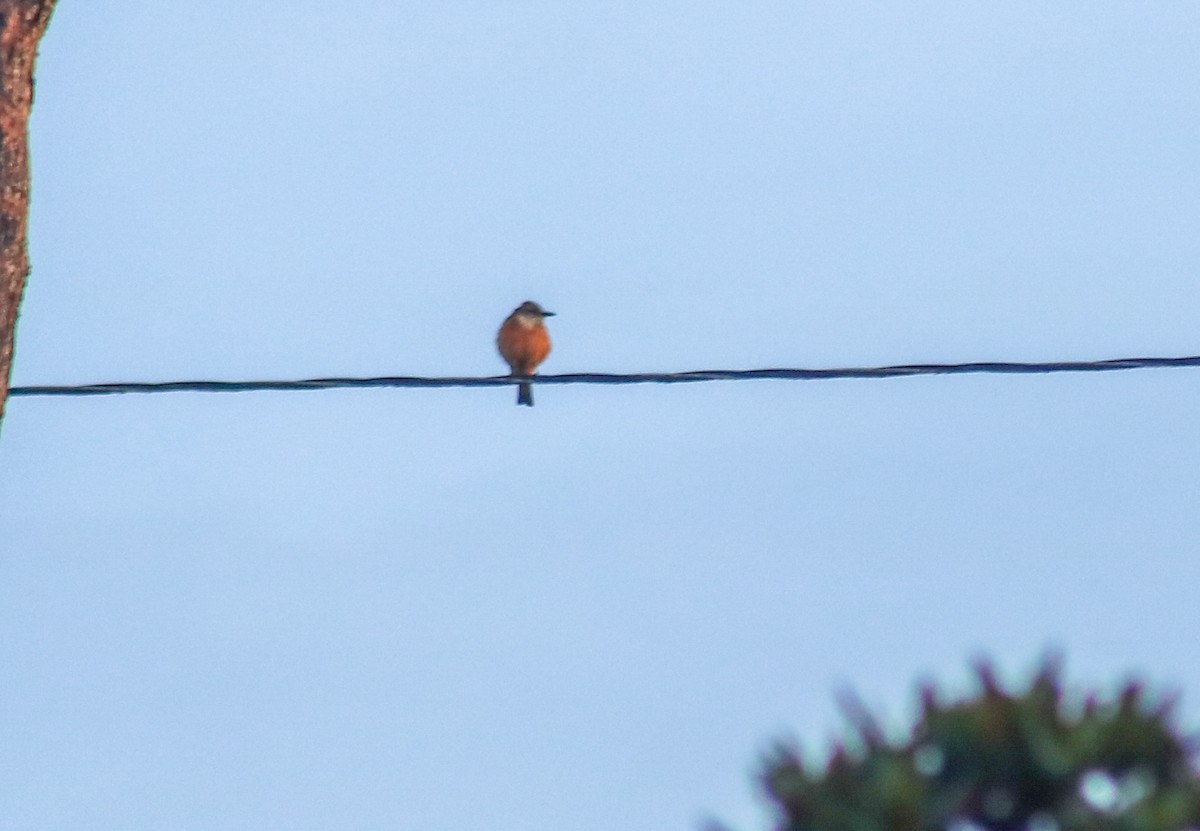 Streak-throated Bush-Tyrant - ML645564203