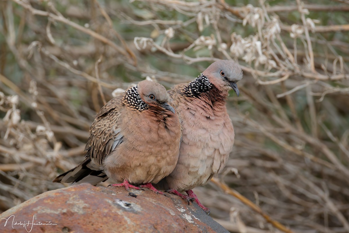 Spotted Dove - ML645564204