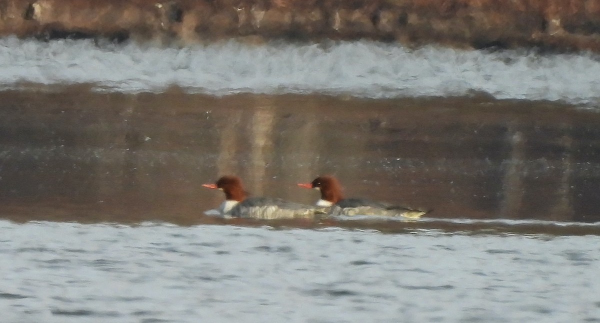 Common Merganser - ML645564205
