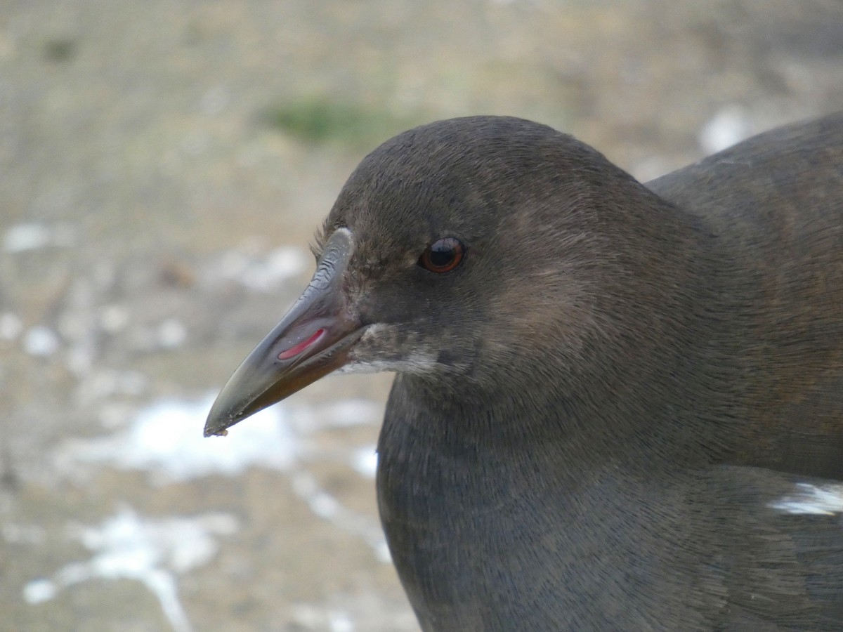 Eurasian Moorhen - ML645564206