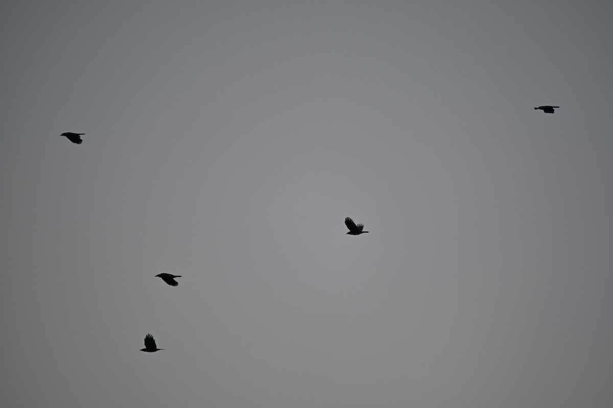 American Crow - ML645564208