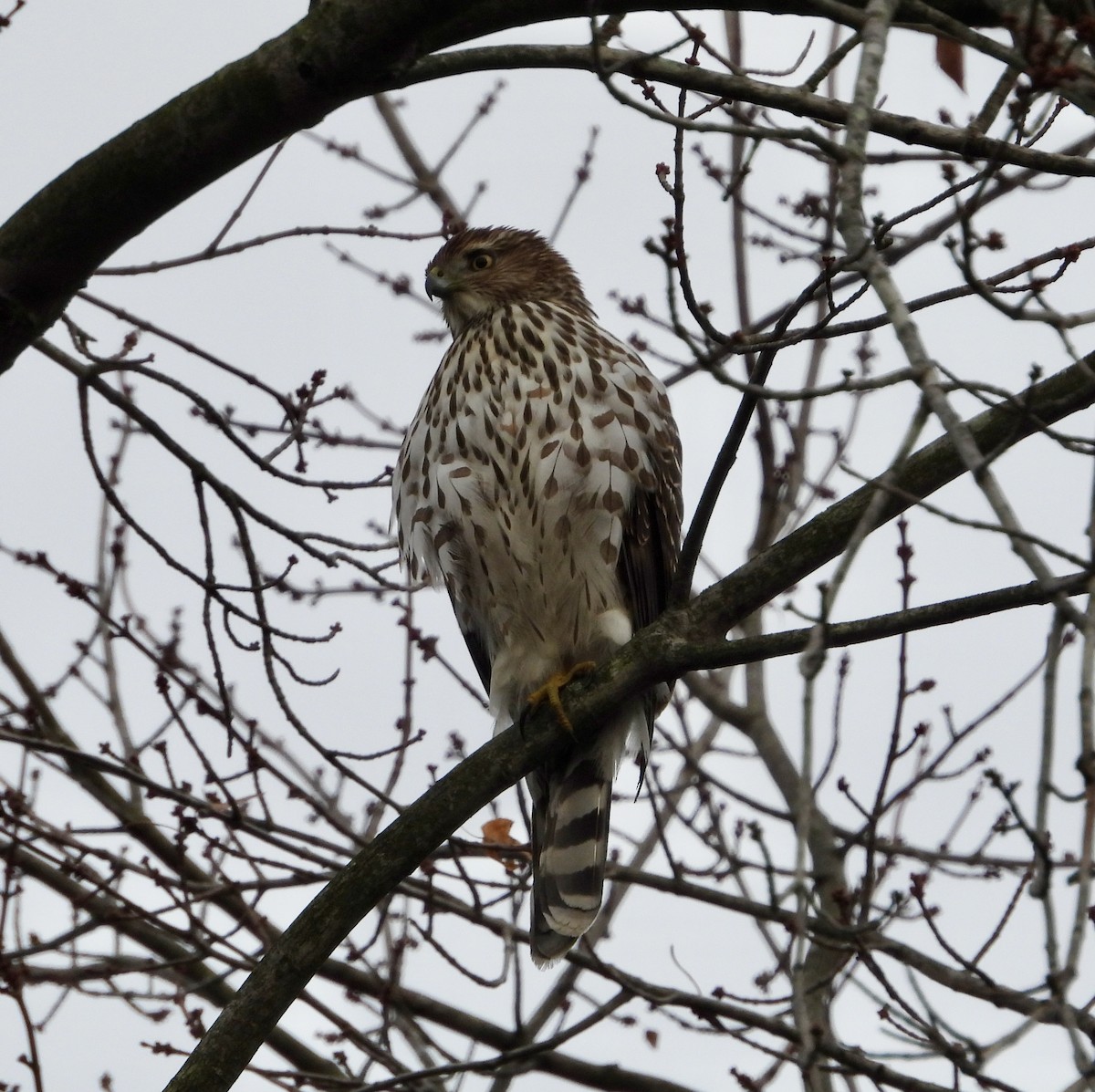 Cooper's Hawk - ML645564209
