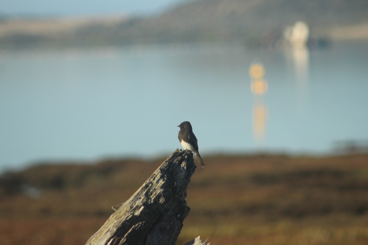 Black Phoebe - ML645564214