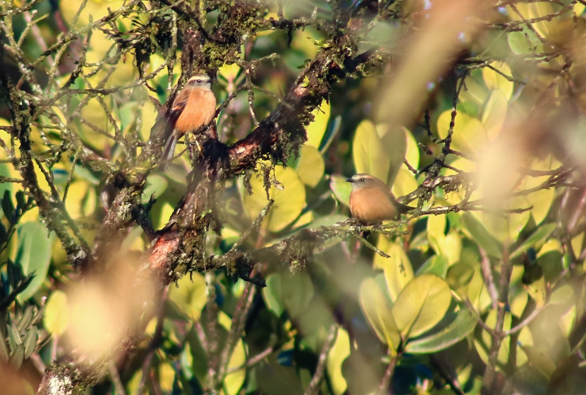 Brown-backed Chat-Tyrant - ML645564220