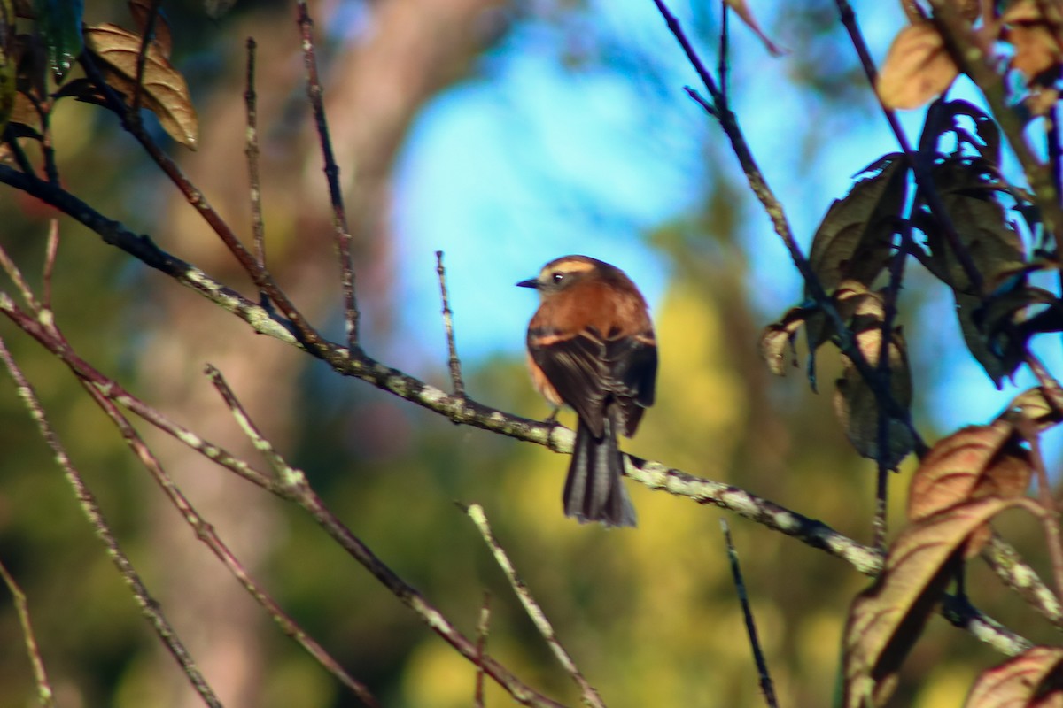Brown-backed Chat-Tyrant - ML645564221