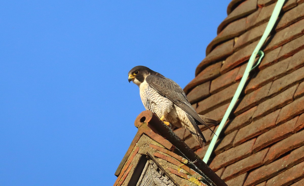 Peregrine Falcon - ML645564225