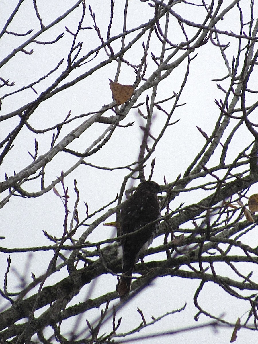 Sharp-shinned Hawk - ML645564226
