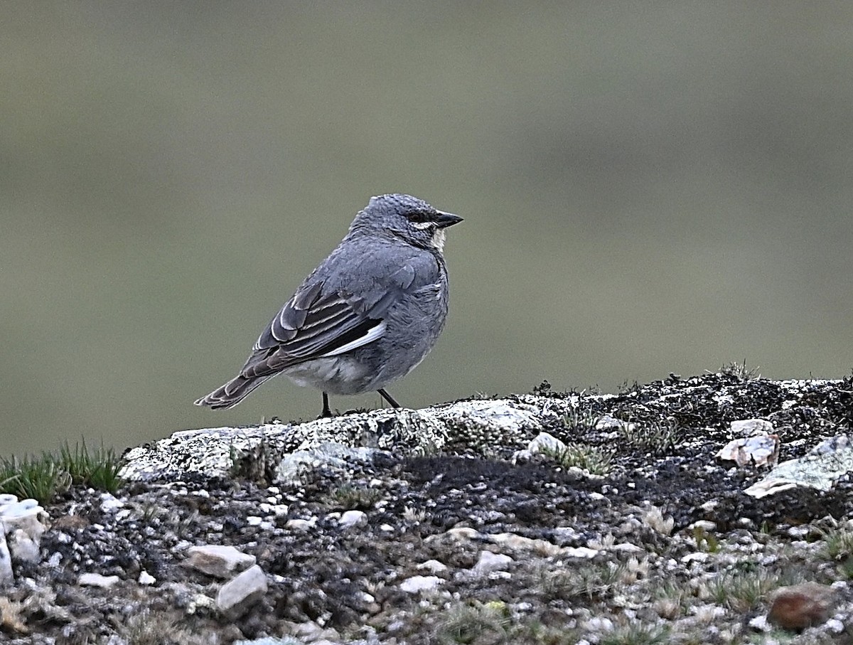 Glacier Finch - ML645564227