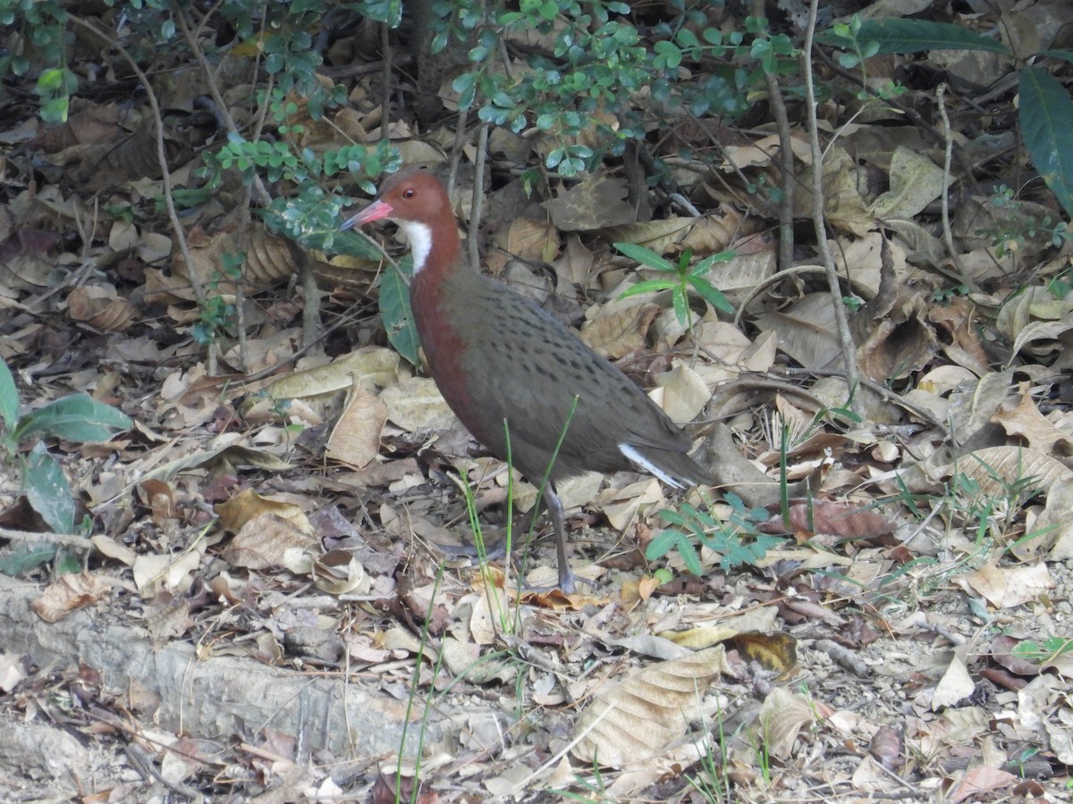 White-throated Rail - ML645564228